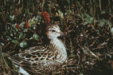 Pectoral sandpiper