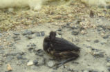 Eared grebe