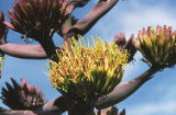 Coastal agave