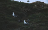 Western gulls