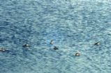 Ruddy ducks