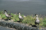 Hawaiian geese