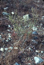 Slender woolly buckwheat