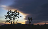 Joshua tree