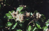 Sugar sumac