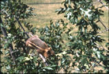 Golden-mantled ground squirrel