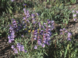 Smoothleaf beardtongue