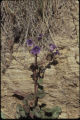 Wild canterbury bells