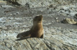 Sea lion