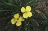 Yellow eveing primrose