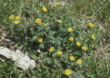 Snow cinquefoil