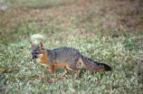 Island gray fox