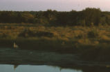 Great blue heron