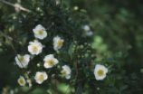 Tree anemone