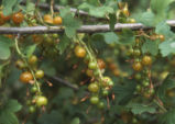 Golden currant