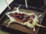 Rat dissection