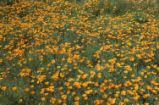 California poppy