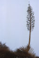 Chaparral yucca