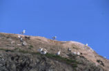 Western gulls