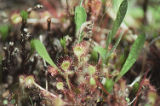 Roundleaf sundew