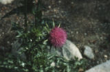 Common sowthistle