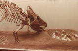 Protoceratops fossil
