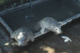 Harbor seal