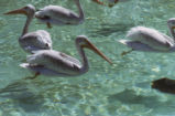American white pelican