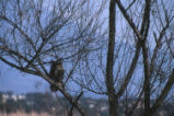 Great horned owl