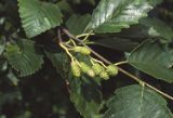 Red alder