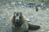 Columbian ground squirrel and hoary marmot