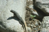 Western fence lizard