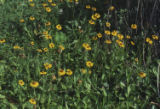 Coastal sneezeweed