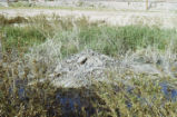 Beaver lodge and pond