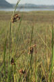 Bulrush