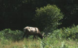 Elk