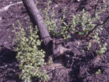 Coastal sage scrub oak