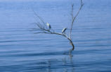 Snowy egret