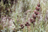 Hummingbird sage