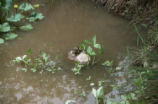 North American bullfrog