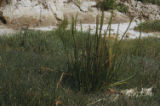 Seaside arrowgrass