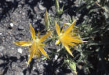 Smoothstem blazingstar