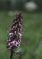 Elephanthead lousewort