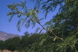 Honey mesquite