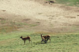 Blackbuck
