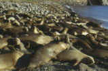 Northern elephant seal