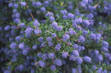 Carmel ceanothus