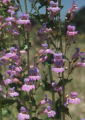 Showy penstemon