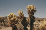 Teddybear cholla