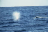 Gray whale